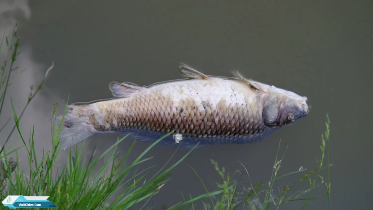 Polisi Menangkap 9 Orang Peracun Ikan Sungai Bengawan Solo di Klaten