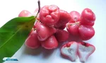 Khasiat Kesehatan Jambu Air (Syzygium Aqueum)